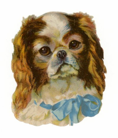 Épagneul Cavalier King Charles - American School
