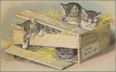 Chatons dans une caisse cassée - American School