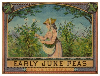 Dame cueillant des pois de juin - American School