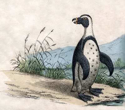 Pingouin de Magellan, de L