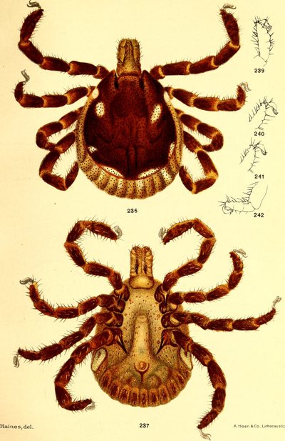 Mâle Ablyomma Americanum, illustration tirée de "Cattle ticks (Ixodoidea) of the United States" par D. E. Salmon et Charles Wardell - American School