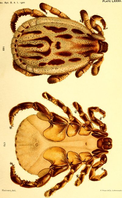 Dermacentor reticulatus mâle, illustration de "Cattle ticks (Ixodoidea) of the United States" - American School