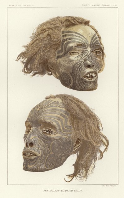 Têtes tatouées de Nouvelle-Zélande - American School