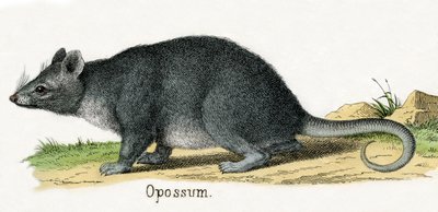 Opossum, de L