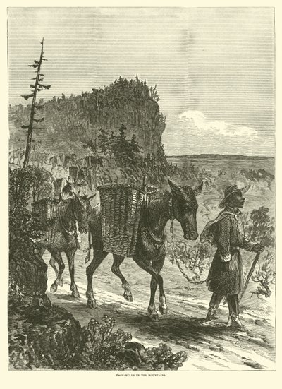 Mules de bât dans les montagnes, février 1863 - American School
