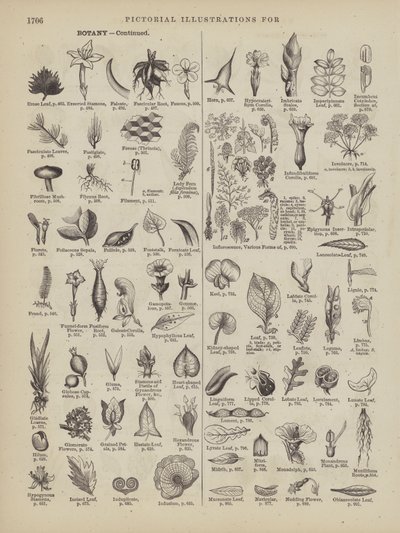 Page du Webster