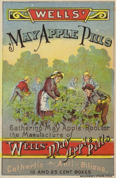 Cueillir des racines de pomme de mai - American School