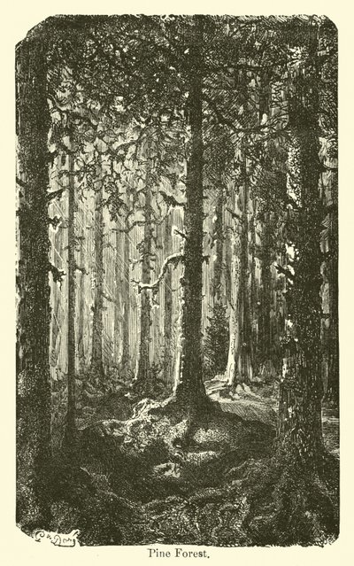 Forêt de pins - American School