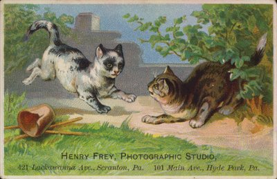Chatons joueurs - American School