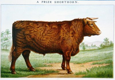 Taureau Shorthorn primé - American School