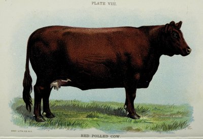Vache rouge, du 