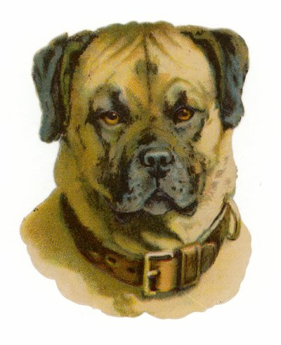 Tête de chien Rottweiler - American School