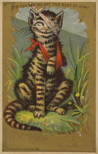 Chat souriant avec des blessures - American School