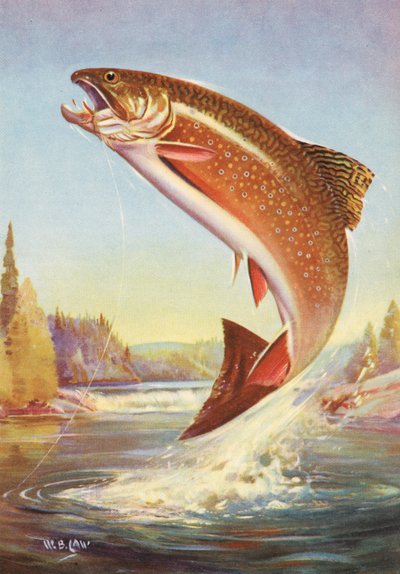 Pêche sportive : Truite de ruisseau sautant - American School