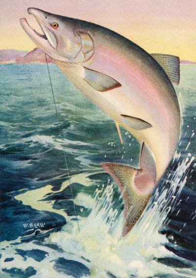 Pêche sportive : saumon royal bondissant - American School