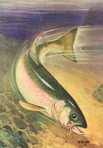 Pêche sportive : truite arc-en-ciel sur la ligne - American School