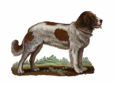 Chien Saint-Bernard - American School
