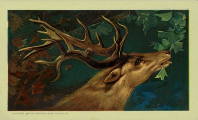 Cerf mangeant des feuilles - American School