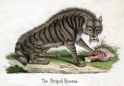 Hyène rayée, de L