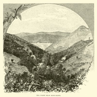 Ferme de thé près de Hong-Kong - American School