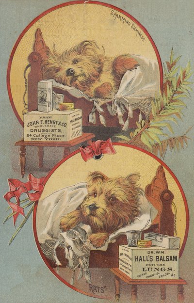 Terrier dans un lit - American School