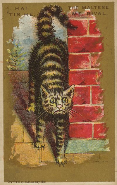 Chat terrifié - American School