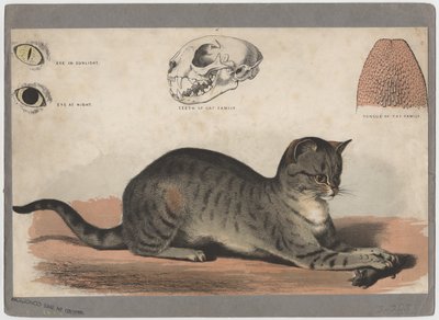 Le Chat - American School