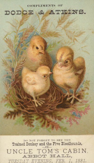 Trois poussins dans un nid - American School
