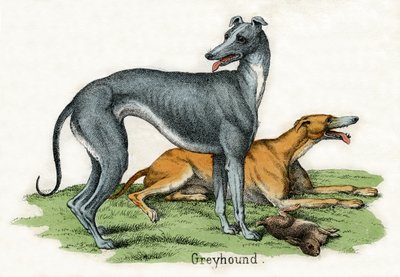 Deux lévriers, de L