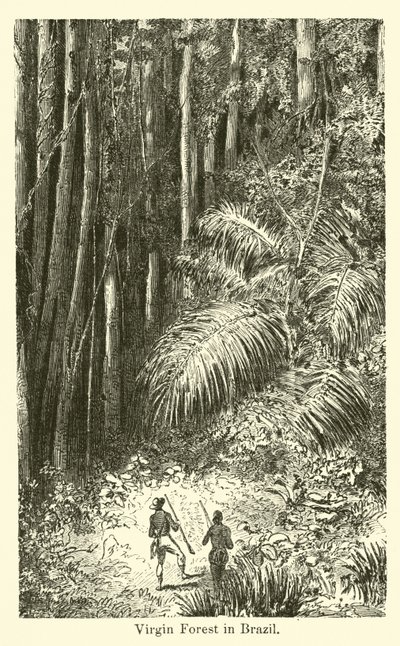 Forêt vierge au Brésil - American School