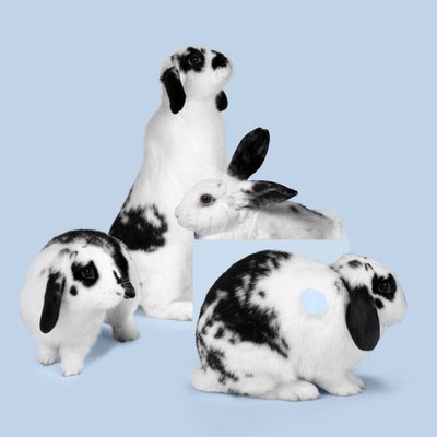 Lapins 03, 2018 (photographie) - Ana Carolina Tavares Mizrahi