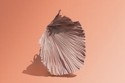 Ikebana 07, 2018 (photography) - Ana Carolina Tavares Mizrahi