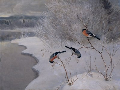 Bouvreuils - Anders Kongsrud