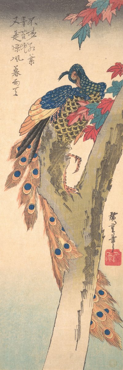 Un paon perché sur un érable, vers 1833 - Ando Hiroshige