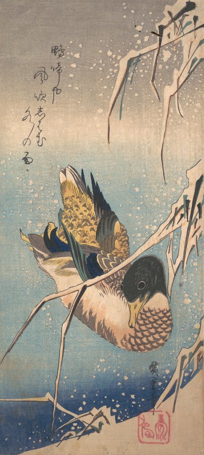 Un canard sauvage près d