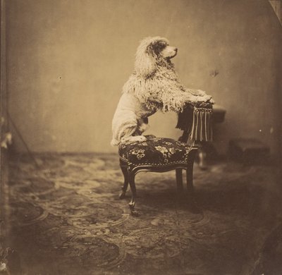 [Le Caniche de l
