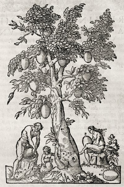 Arbre à pain - Andre Thevet