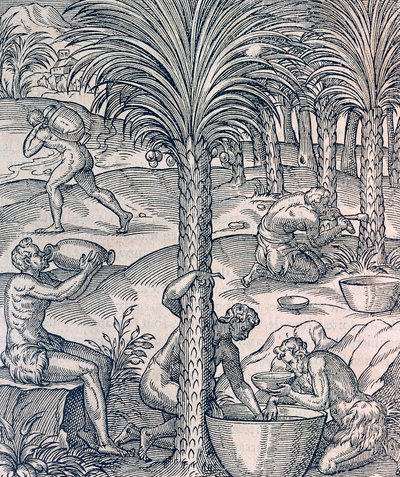 Habitants du Cap-Vert fabriquant des boissons à partir de palmiers - Andre Thevet