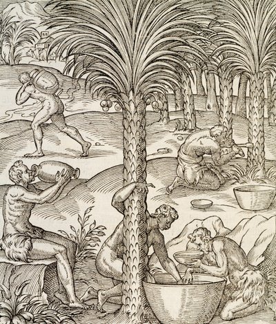 Habitants du Cap-Vert préparant des boissons à partir de palmiers, gravure de Cosmologie Universelle, par André Thevet (1504-1592), Paris, Afrique, 1575 - Andre Thevet