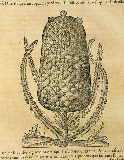 Ananas (Ananas comosus), gravure par André Thevet - Andre Thevet