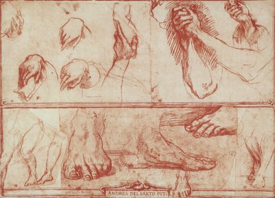 Étude de mains et de pieds pour la Cène de San Salvi - Andrea del Sarto