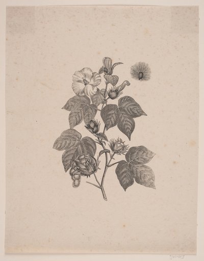 Plante de coton - Andreas Flinch