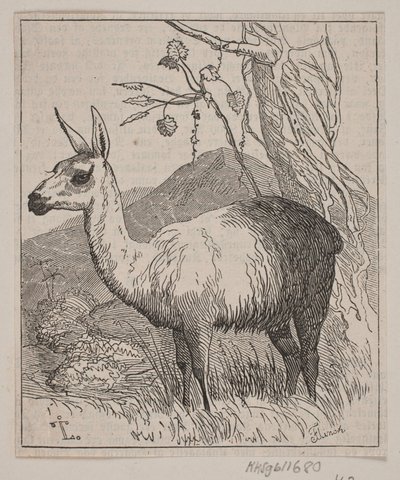 Un lama - Andreas Flinch