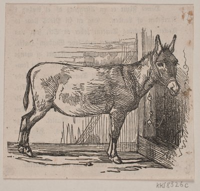 Âne - Andreas Flinch