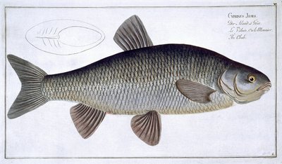 Chub (Cyprinus Jeses) planche VI de 