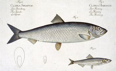 Hareng (Clupea Harengus) et Sprat (Clupea Sprattus) planche XXIX de 