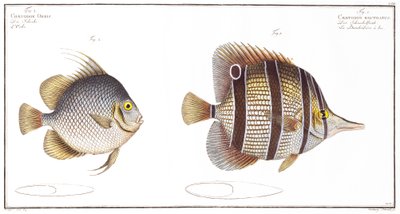 Poisson Orb et Poisson à bec, publié par Black, c.1790 - Andreas Ludwig Kruger