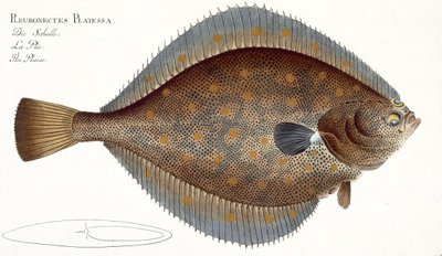 Plie (Pleuronectes Platessa) planche XLII de 