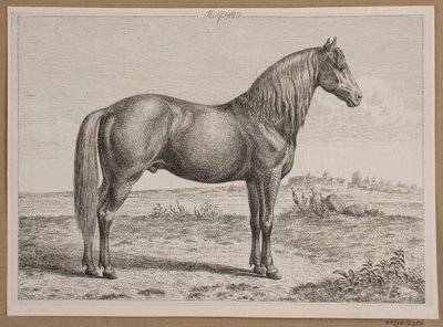 Rolf. Un cheval dans un champ - Andreas Peter Madsen