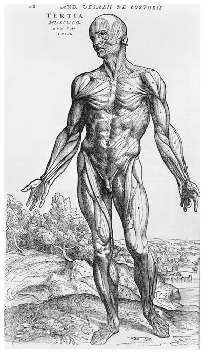 Étude anatomique, illustration de 